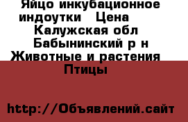 Яйцо инкубационное индоутки › Цена ­ 70 - Калужская обл., Бабынинский р-н Животные и растения » Птицы   